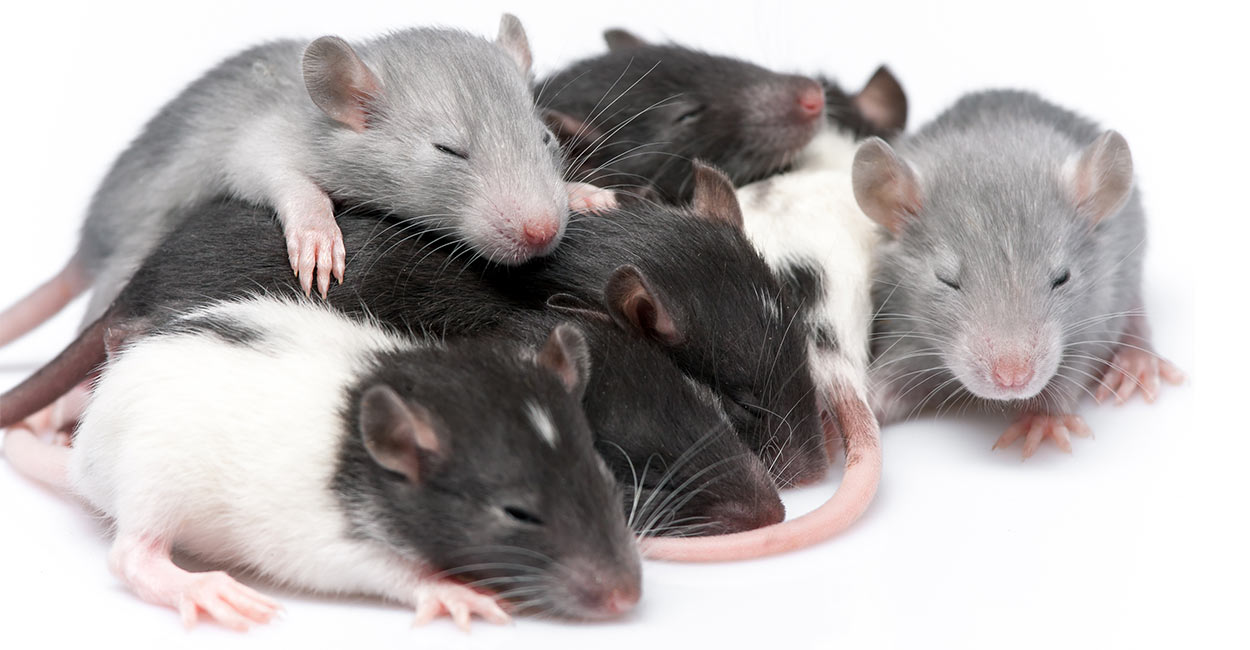 Baby Rats Care And Development
