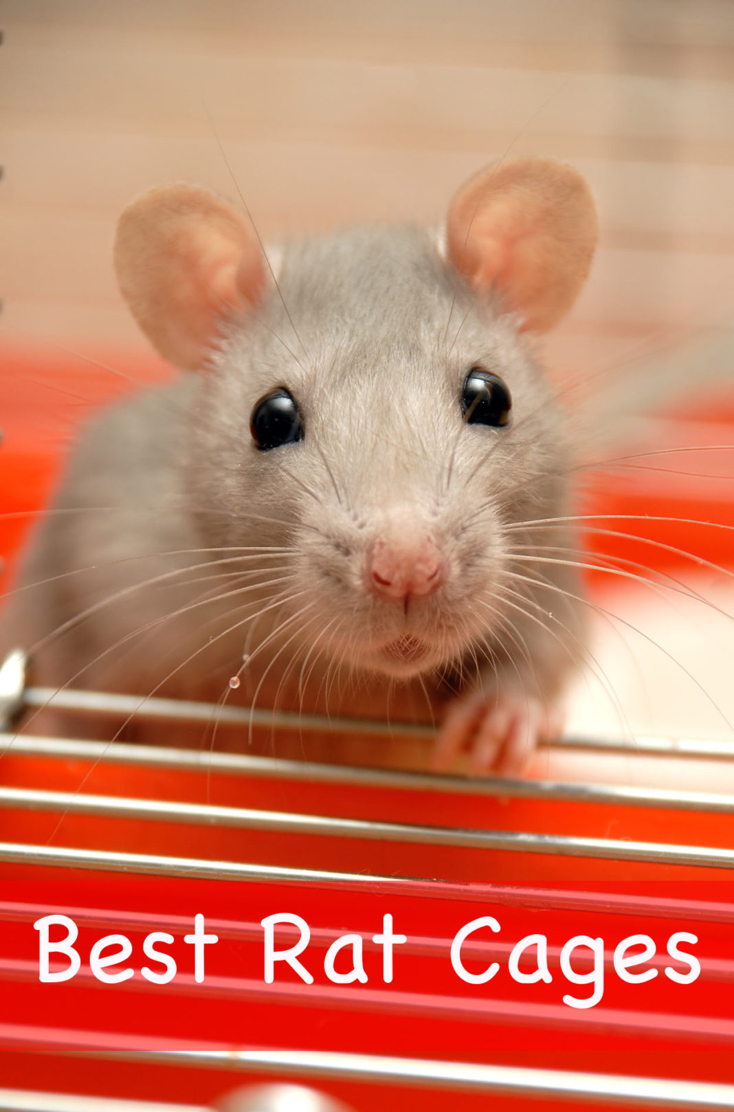 Best Rat Cages Find The Right Home For Your Rat