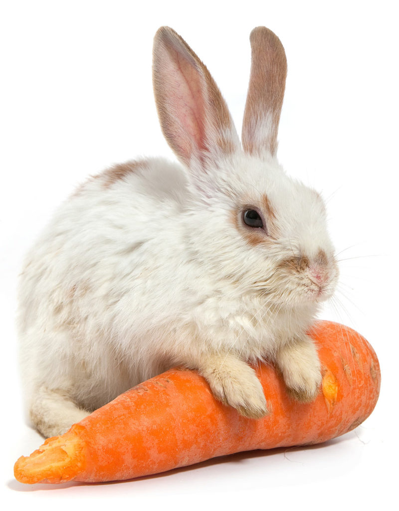 Can Rabbits Eat Carrots Daily Or Just As A Special Treat