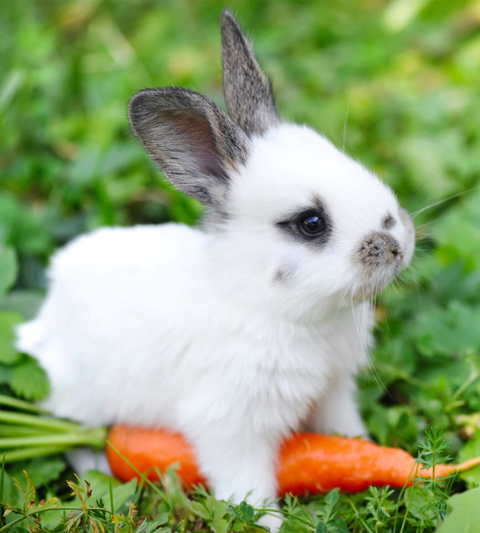 Can Rabbits Eat Carrots Daily Or Just As A Special Treat?