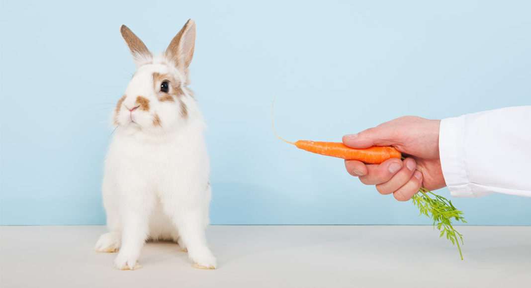 ¿Pueden Los Conejos Comer Zanahorias Diariamente O Solo Como Un Regalo ...