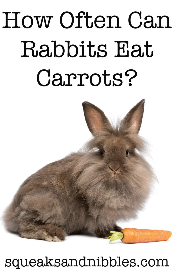 Can Rabbits Eat Carrots Daily Or Just As A Special Treat?