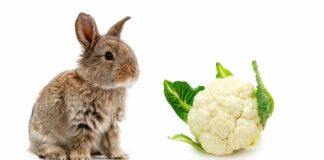 can rabbits eat cauliflower