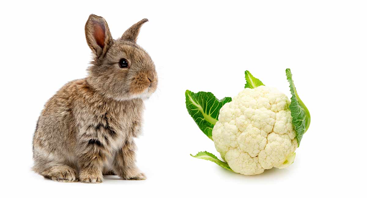 Can rabbits eat cauliflower leaves, stalks and florets safely, and how often?