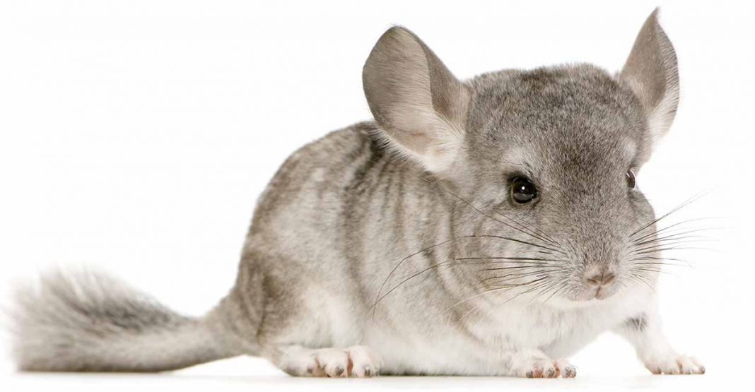 Chinchilla Names Over 100 Perfect Names!