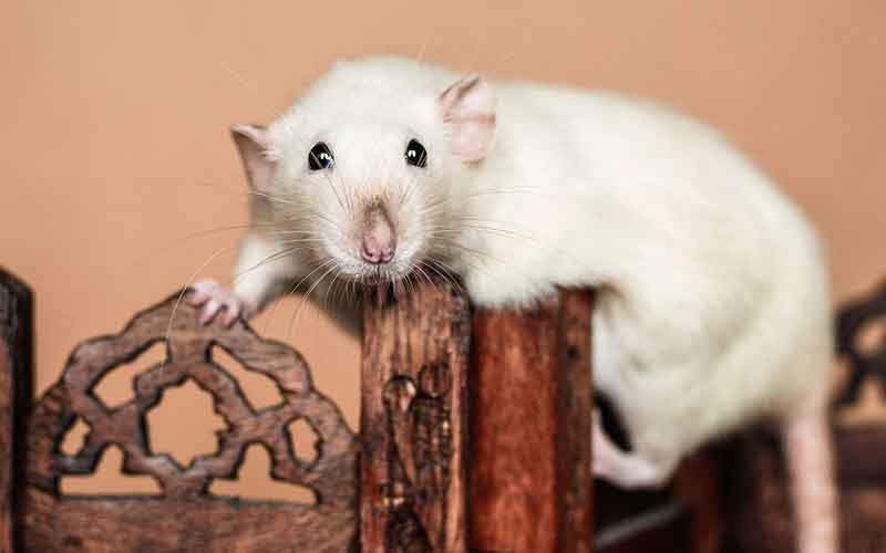 black and white dumbo rat