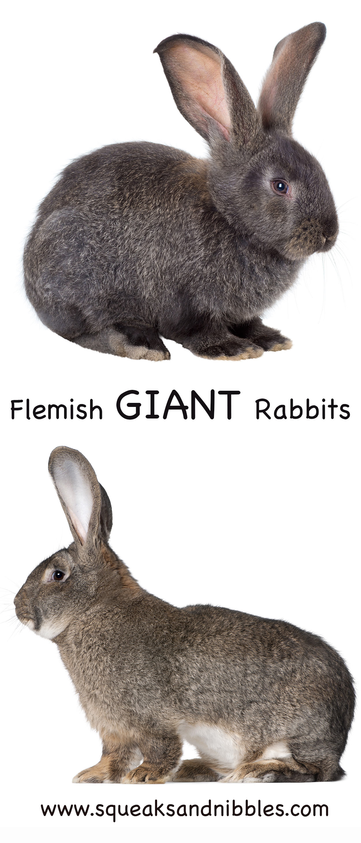flemish giant rabbits