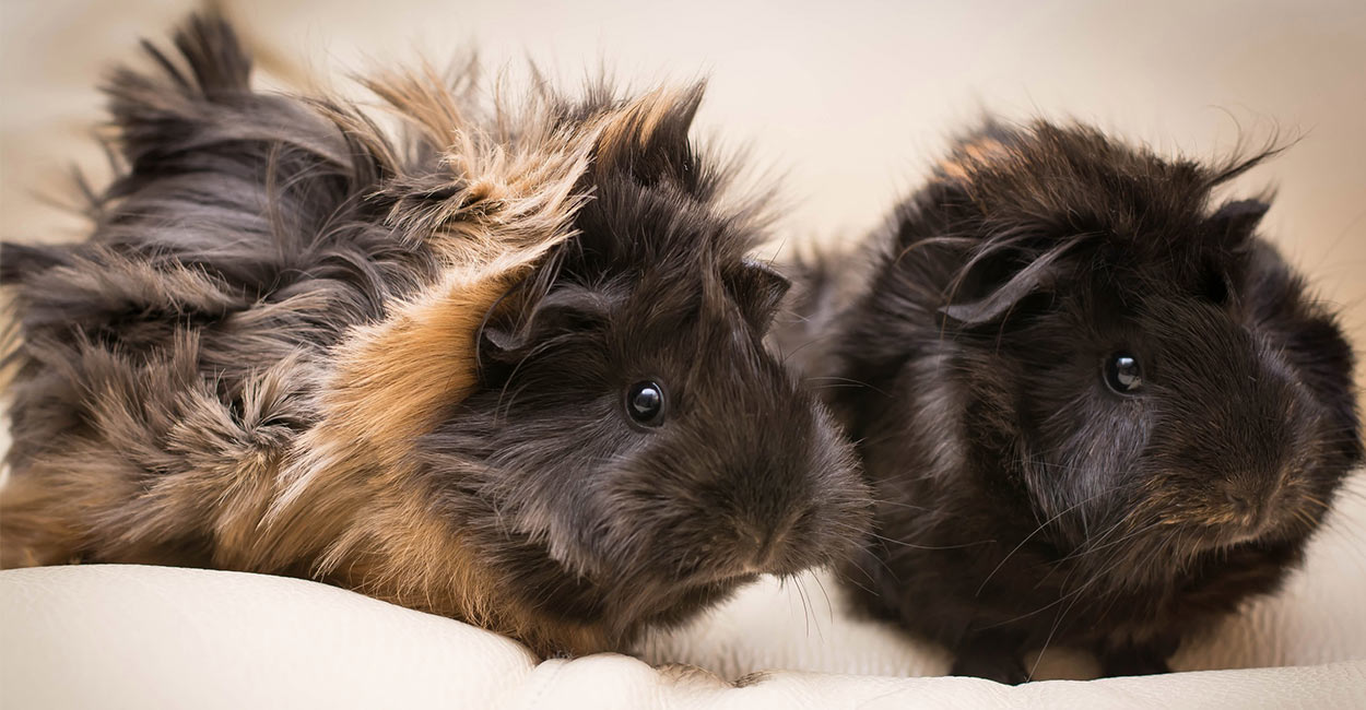 miniature guinea pigs for sale