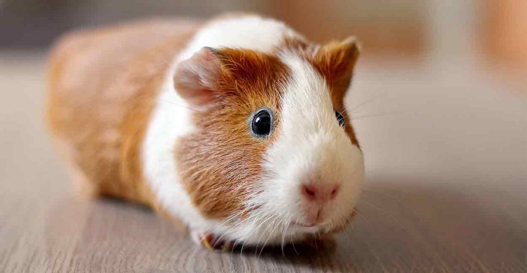 Guinea Pig Popcorning
