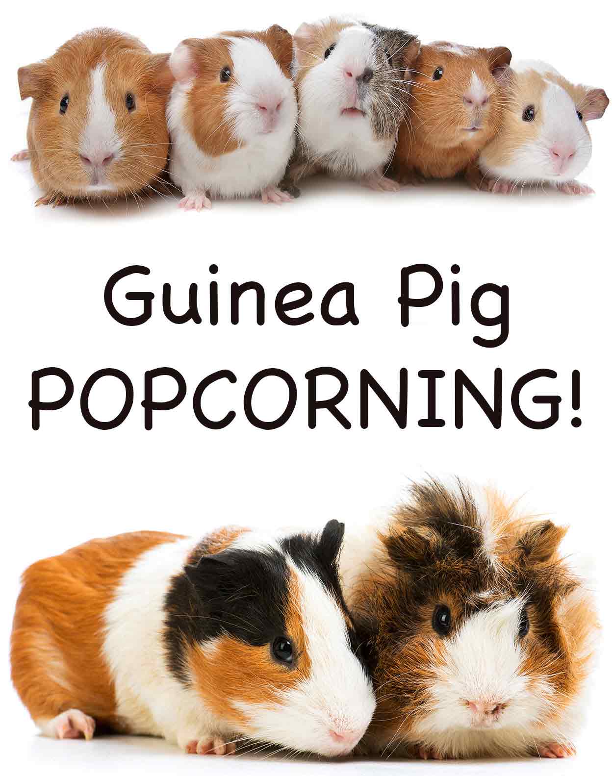 Guinea Pig Popcorning