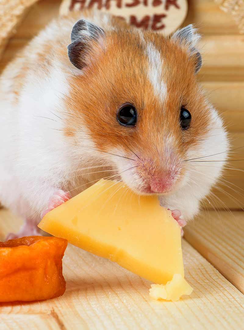 Can Hamsters Eat Cheese 