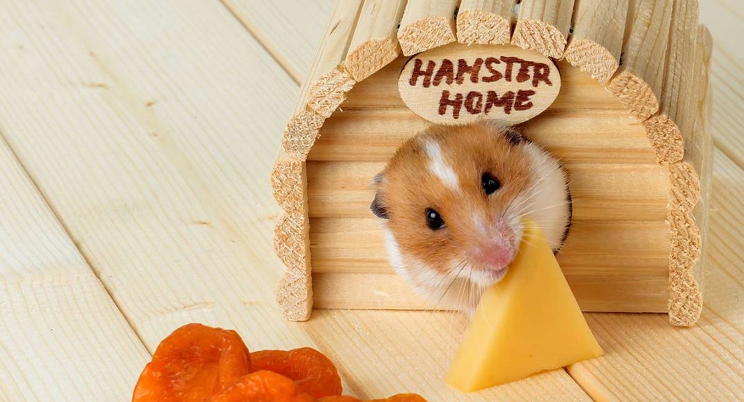 Can Hamsters Eat Cheese?