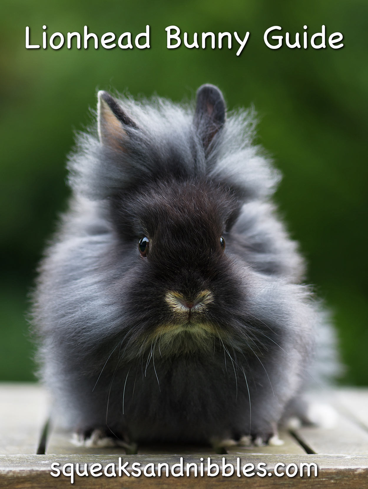 Baby Dwarf Lionhead Bunny