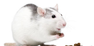 Rat Food - choosing the right food for your pet rats
