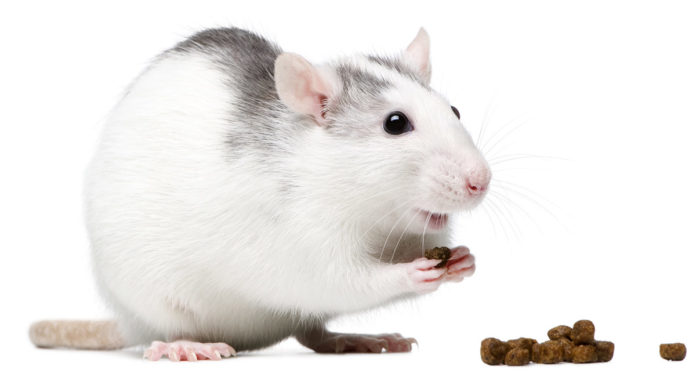 Rat Food - choosing the right food for your pet rats
