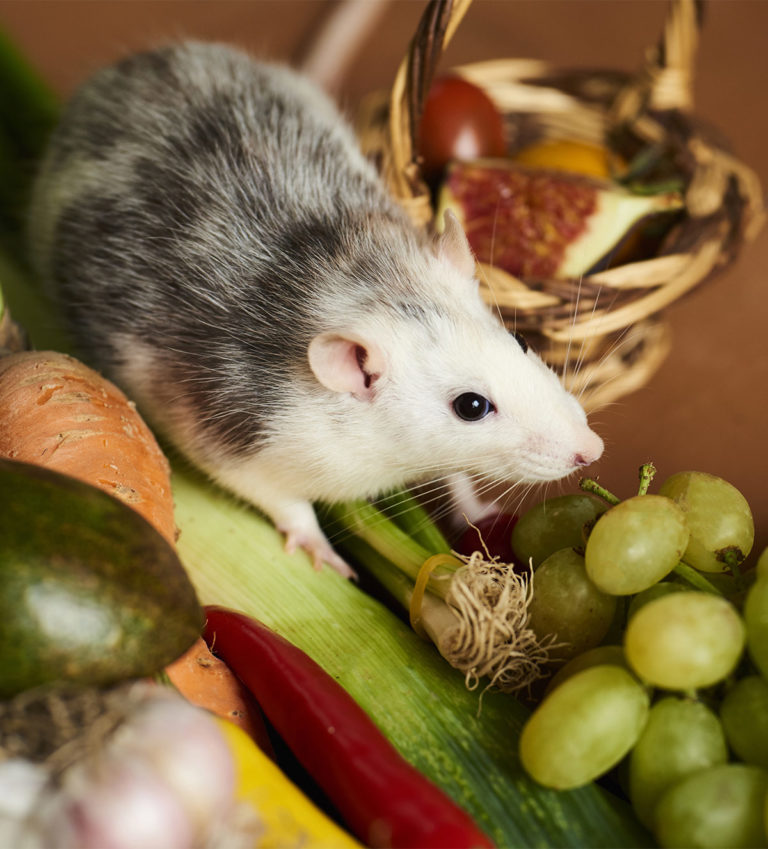 Your Rat Food Guide - Best Rat Food Brands & How To Feed Them