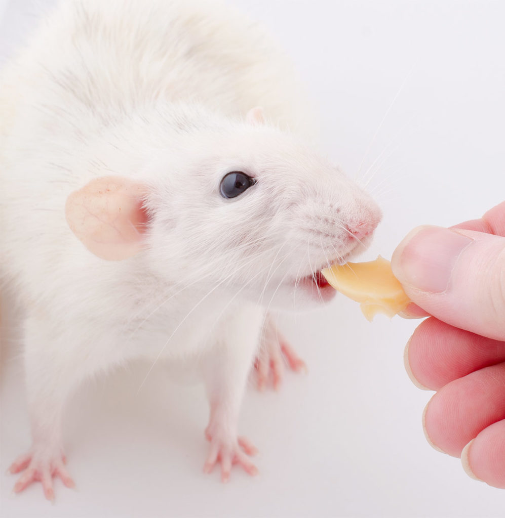 Your Rat Food Guide Best Rat Food Brands & How To Feed Them