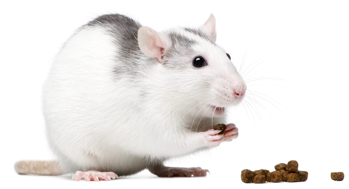 mazuri rat food ingredients