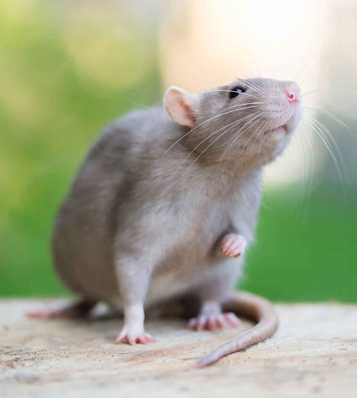rat lifespan