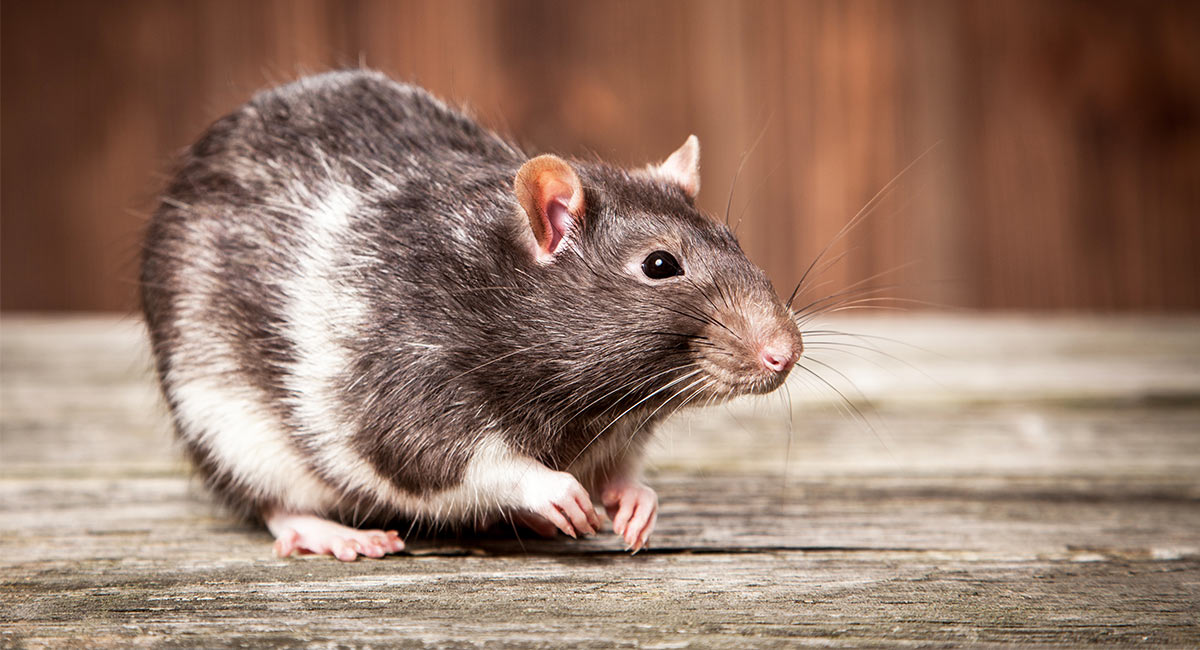 rat lifespan