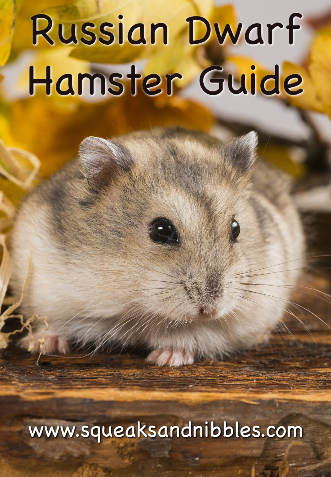 russian dwarf hamster