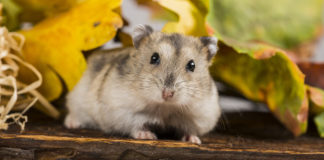 russian dwarf hamster