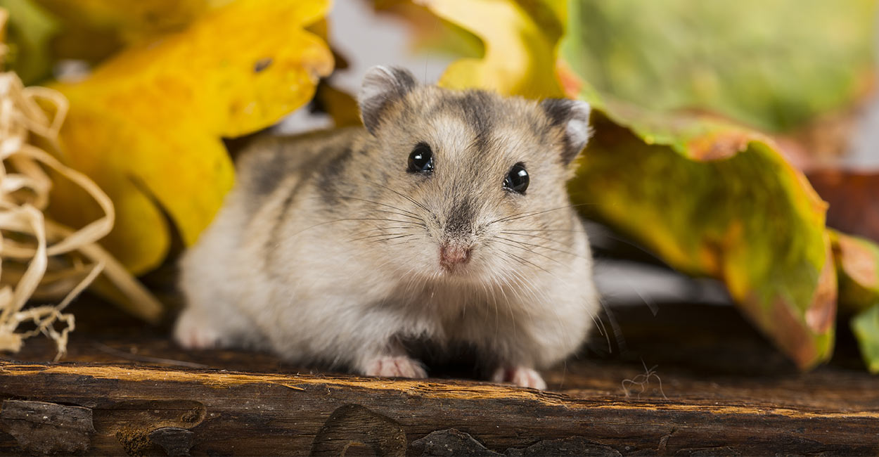 male russian dwarf hamster