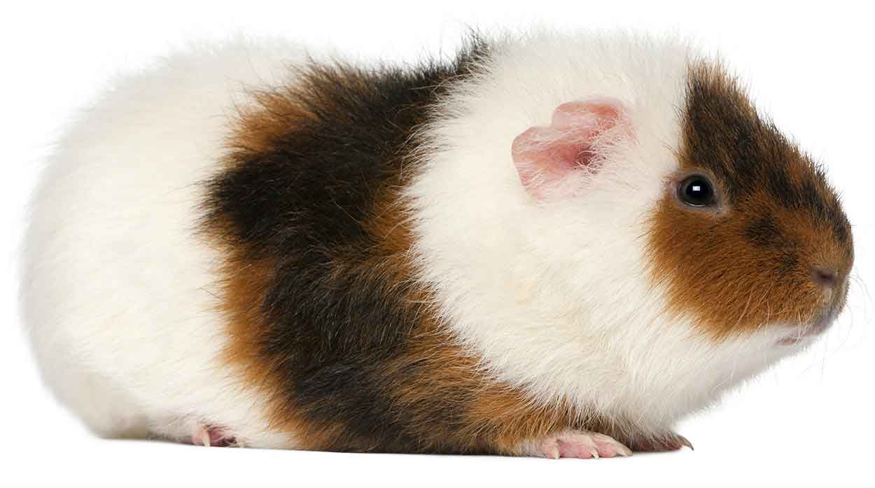 hamster and guinea pig breed