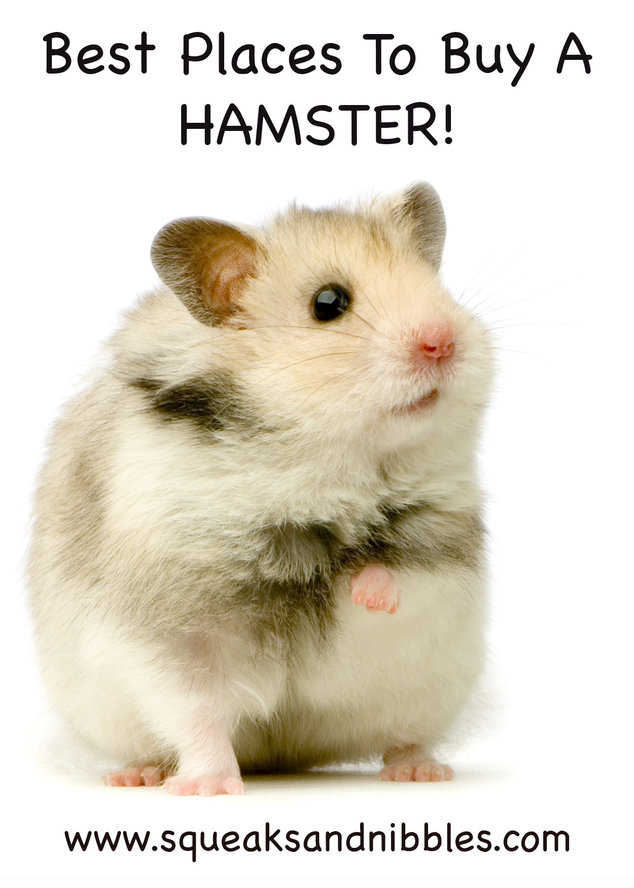 where to get a hamster