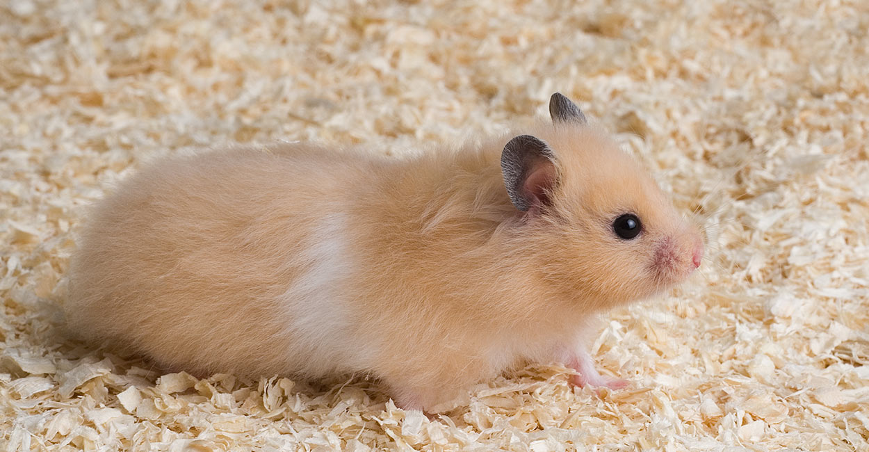 Where To Buy A Hamster - The Best 