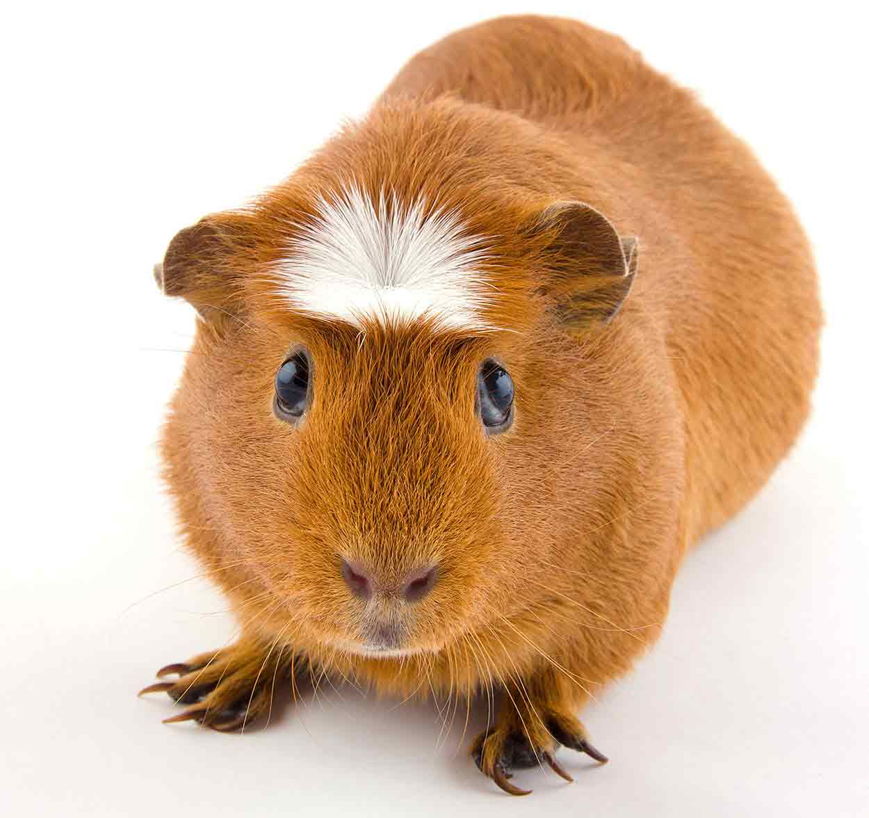 Guinea Pig Breeds Discover 13 Different Cavies With Our Complete List