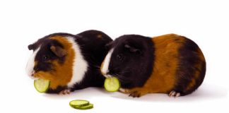 Can Guinea Pigs Eat Cucumber - A Guide to Piggies and Cucumbers