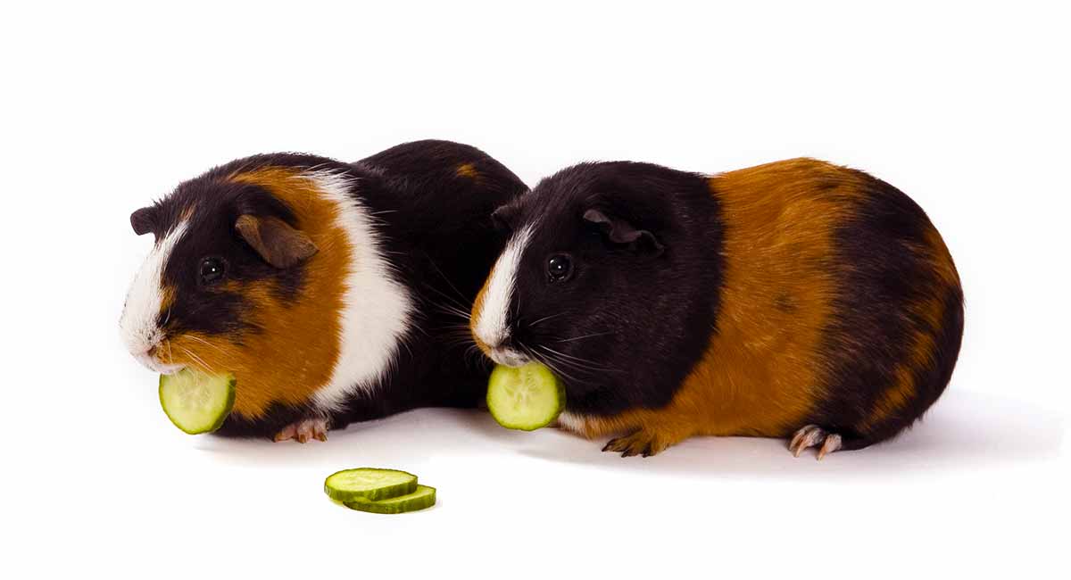 Do guinea clearance pigs eat cucumbers