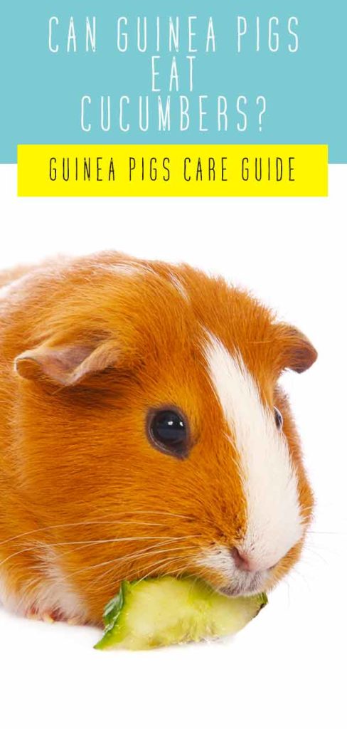 Can Guinea Pigs Eat Cucumber - A Guide to Piggies and Cucumbers