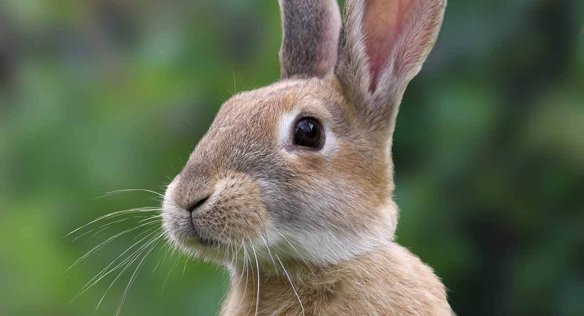 طول عمر خرگوش