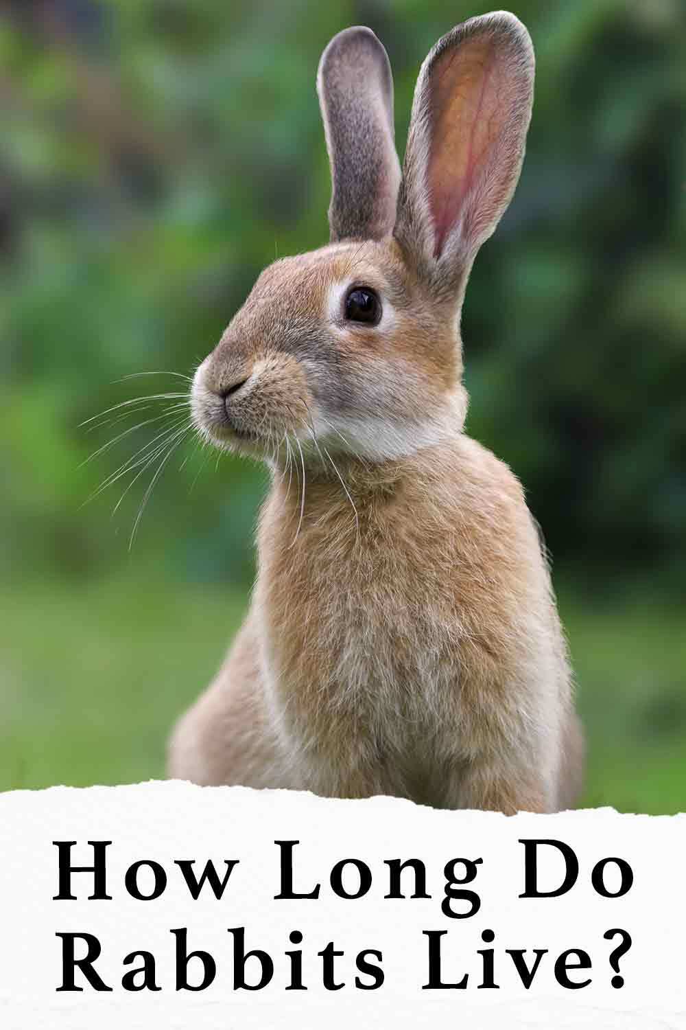 how long do rabbits live
