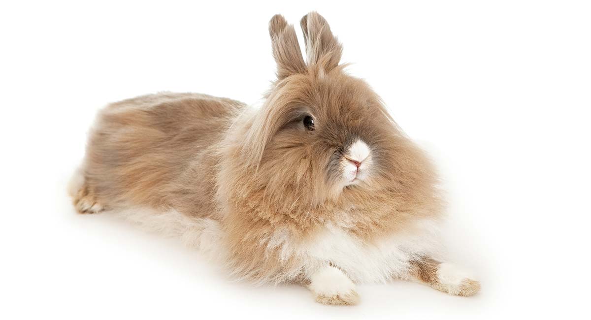 baby dwarf lionhead bunny