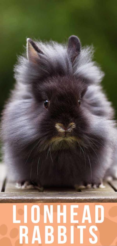 Lionhead Rabbit Breed Information Center Discover The Lionhead Bunny 4655