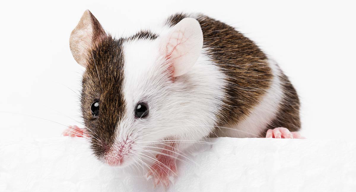 Mouse Names - Discover More Than 300 Inspiring Names For Mice