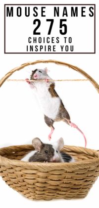 Maus-Namen - Entdecken Sie mehr als 300 inspirierende Namen für Mäuse | bend