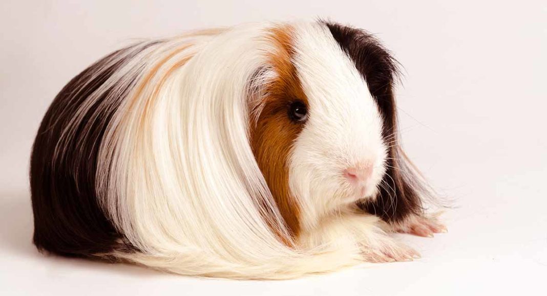 Peruvian Guinea Pig Breed Information - A Guide To Peruvian Guinea Pigs