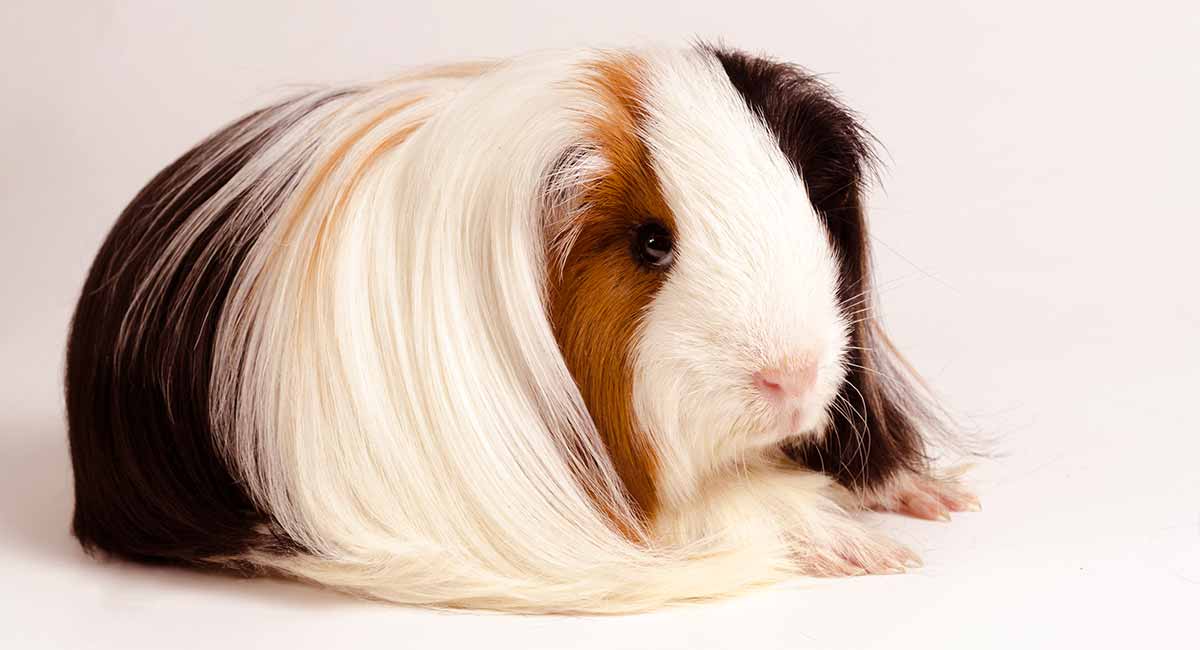 Peruvian Guinea Pig Breed Information 