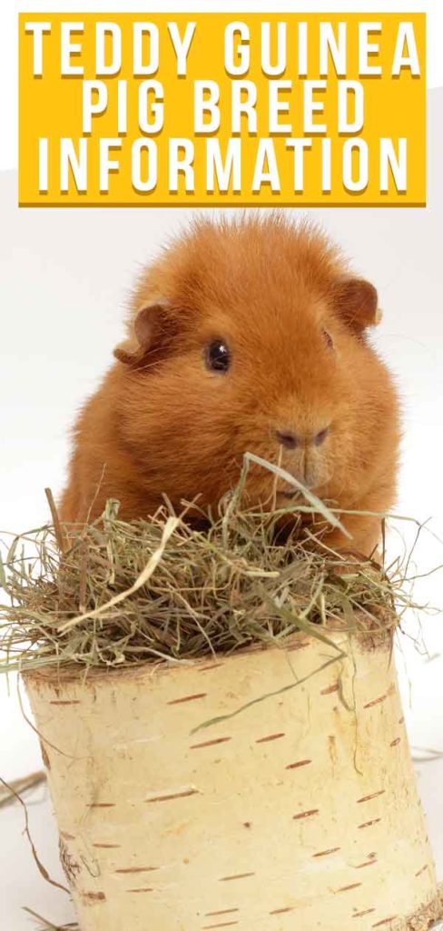 teddy bear guinea pig for sale near me