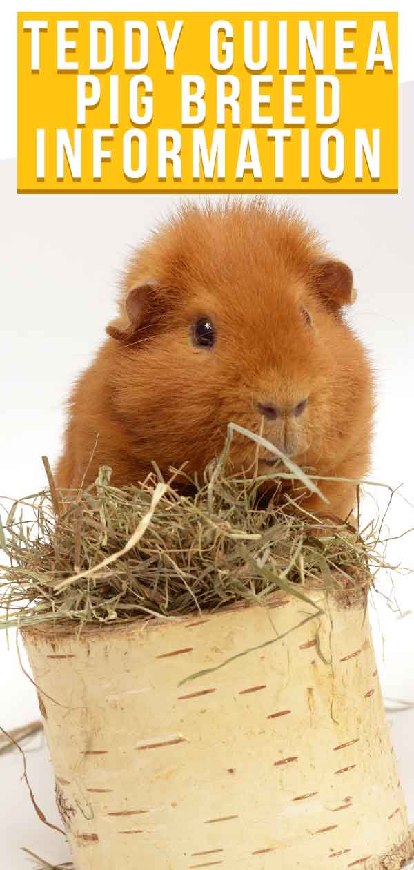 teddy guinea pig
