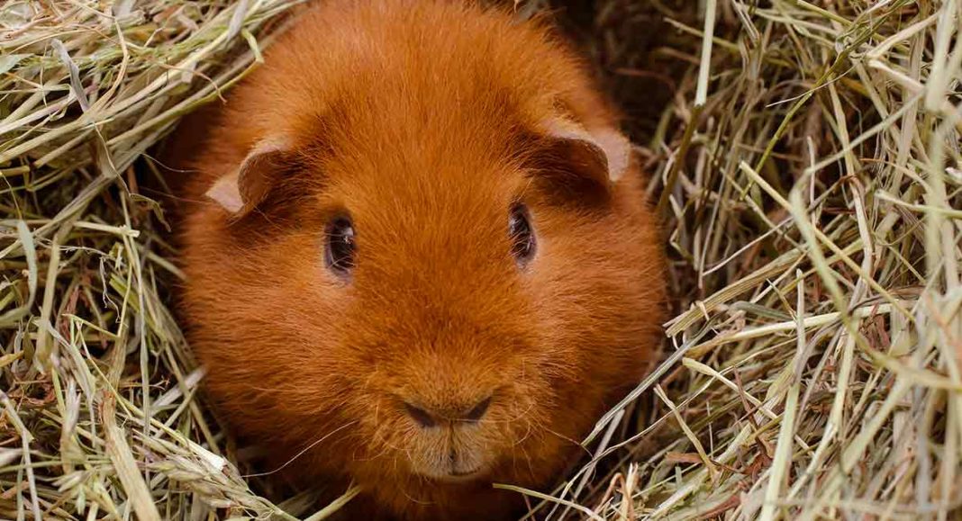 little bear guinea pigs