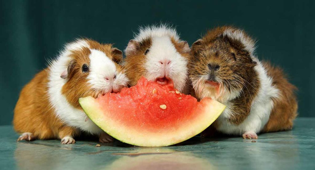 Can guinea clearance pigs have blueberries