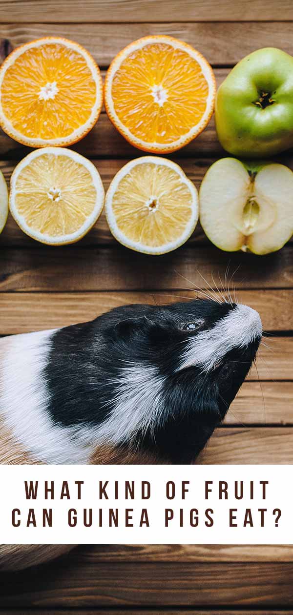 what fruits can guinea pigs eat