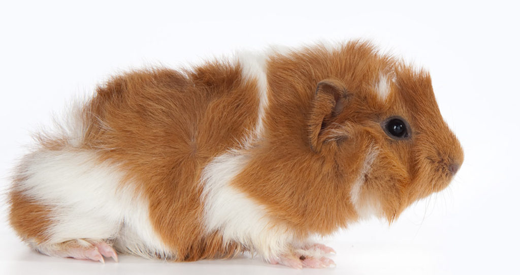 Abyssinian Guinea Pigs