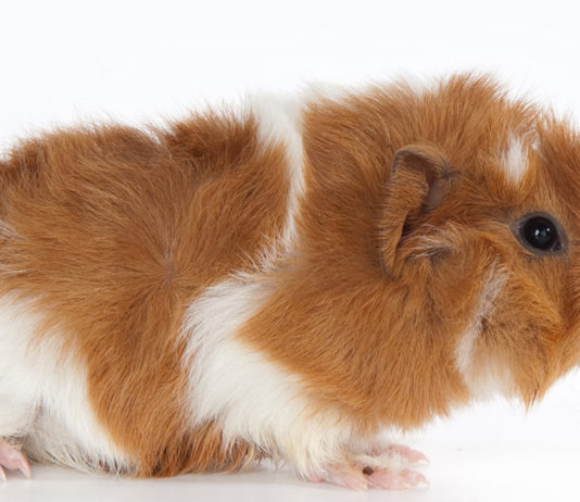 abyssinian guinea pigs