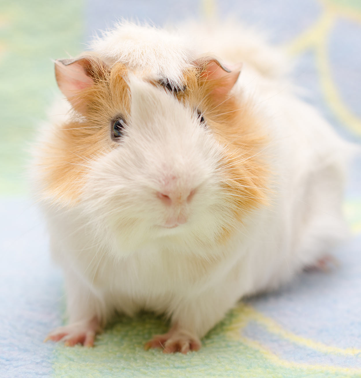 albino abyssinian guinea pig